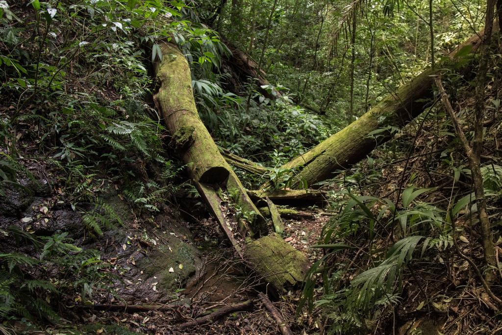 Hotel Belmar Monteverde ภายนอก รูปภาพ